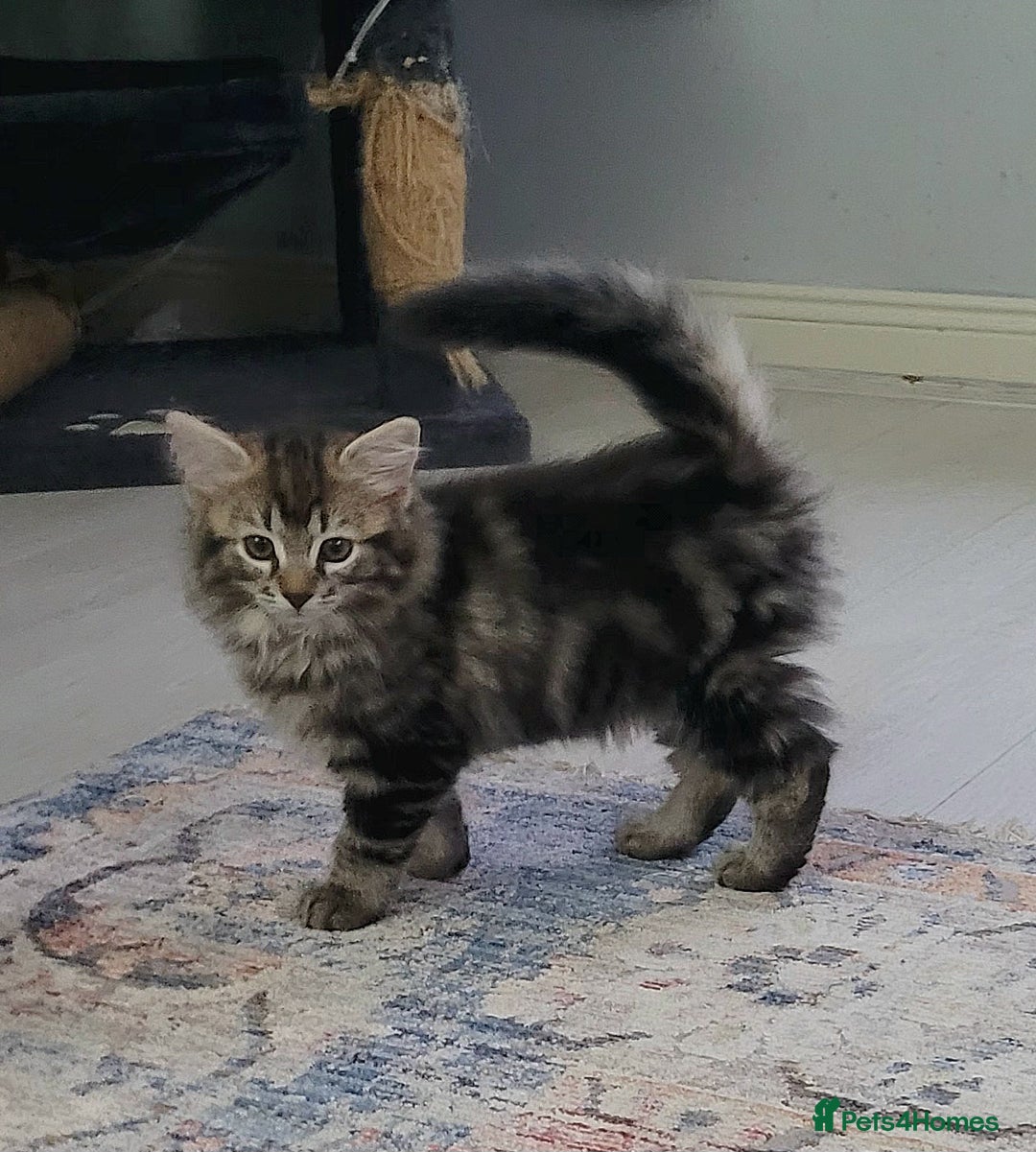 Ragdoll cats for sale: Adorable mixed Norwegian/Ragdoll left  in Dundee - Image 3