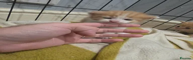 Mixed Breed 2