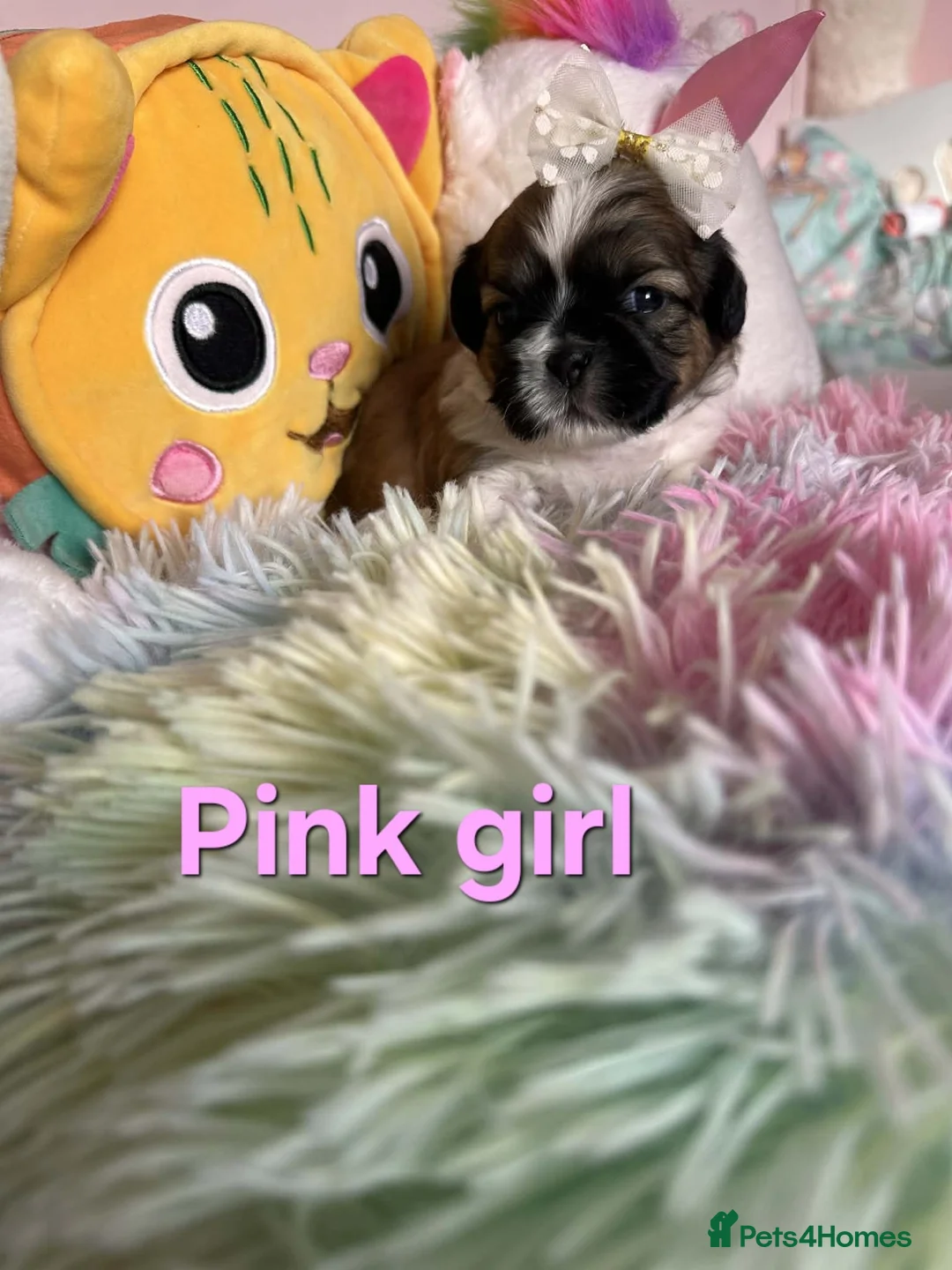 Shih Tzu dogs for sale: 🥰🐾 Adorable Shih Tzu Puppies 🐾🥰 - Advert 18