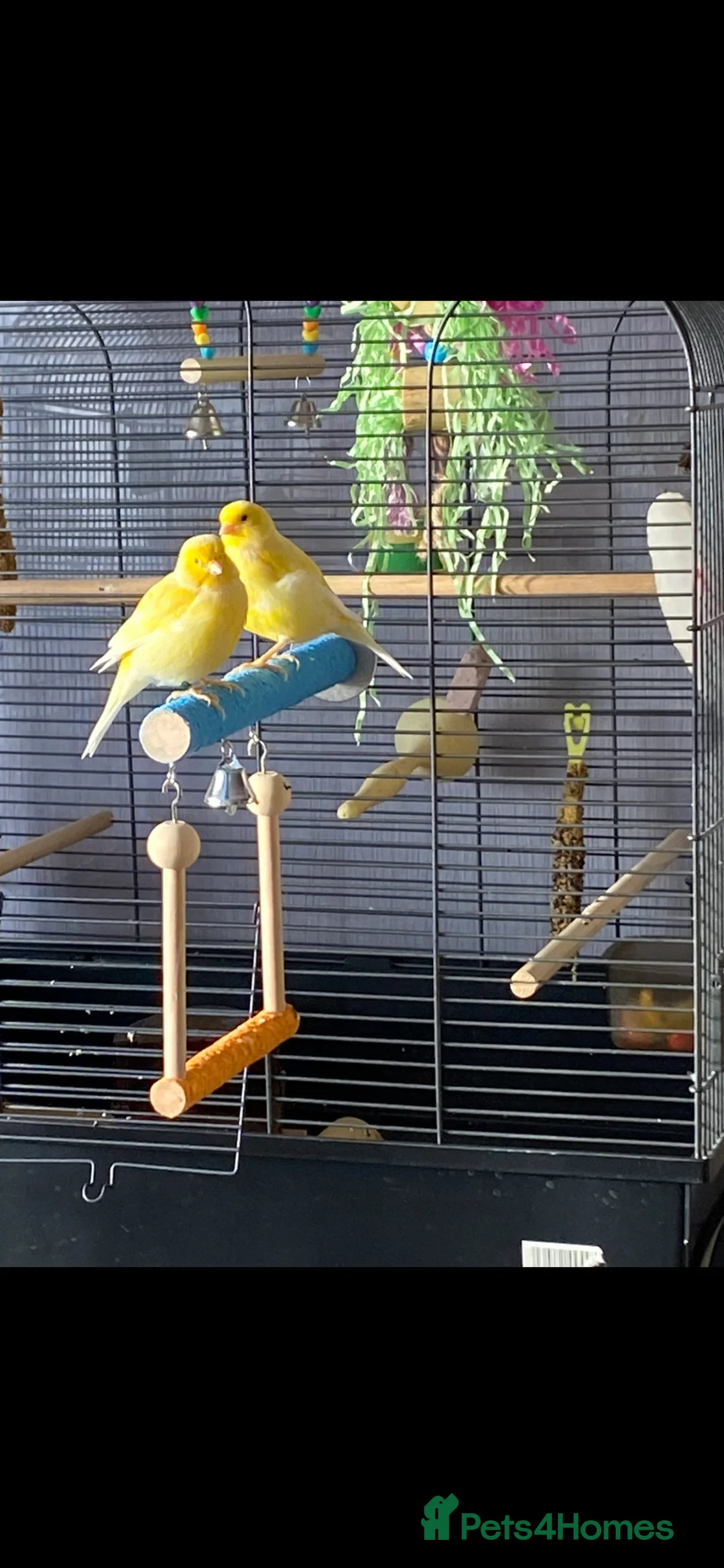 Canaries birds for sale: Beautiful pair yellow canaries - Advert 1