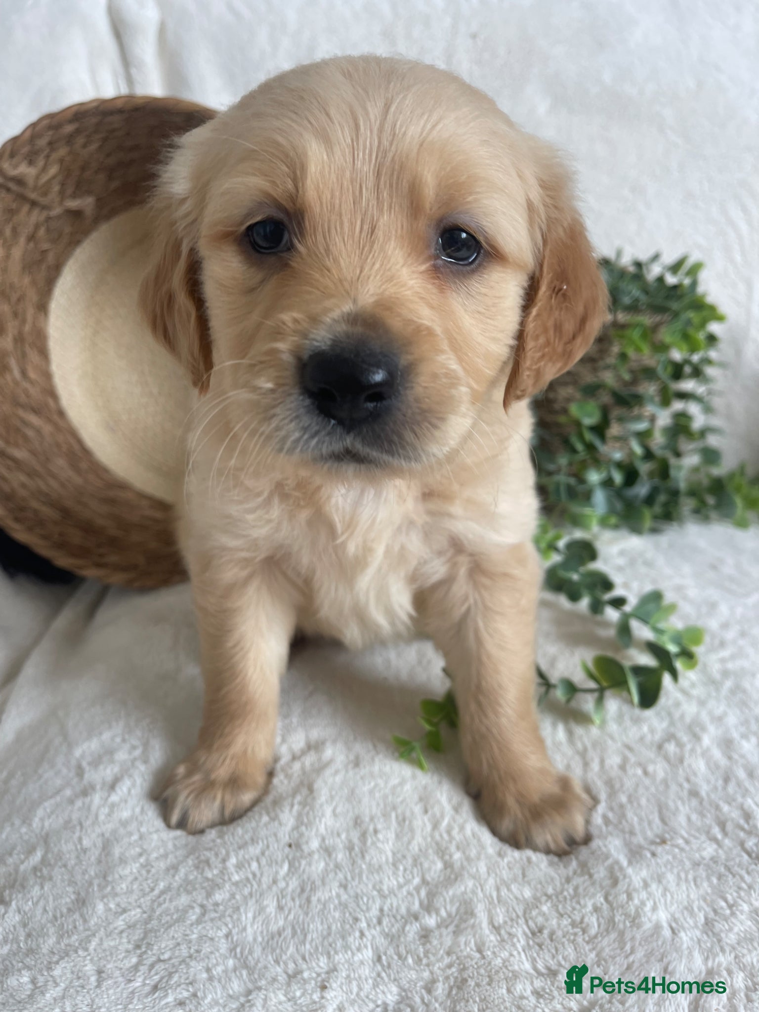 Golden Retriever dogs KC DNA TESTED GOLDEN RETRIEVERS - Advert 2
