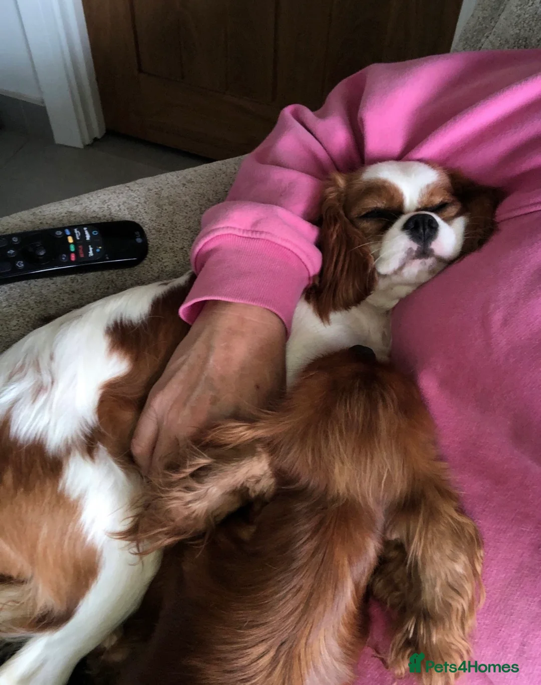 Cavapoo dogs for sale: Beautiful health tested Cavapoos due  - Advert 3