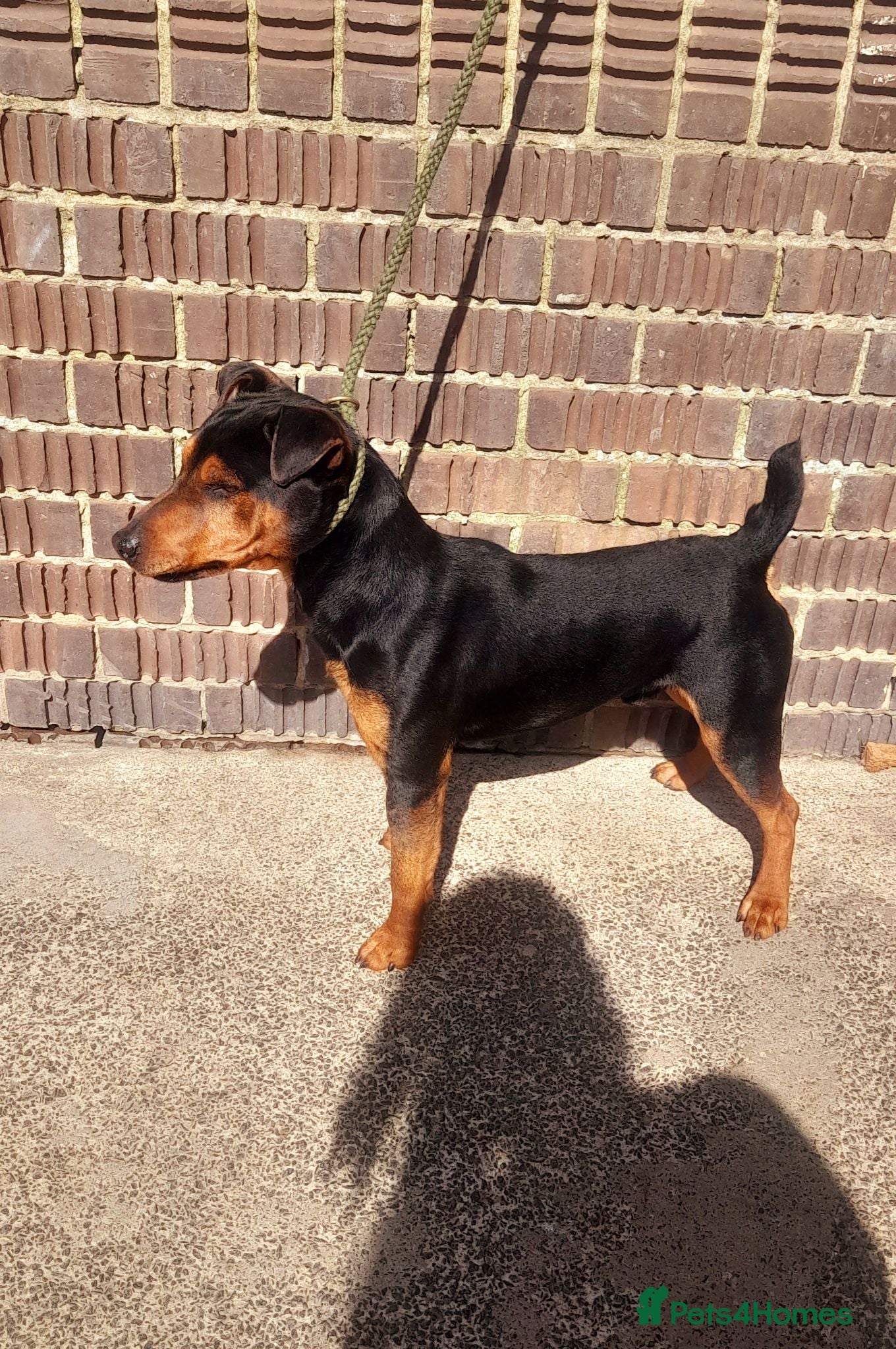 Mixed Breed dogs Remarkable stud  - Advert 7