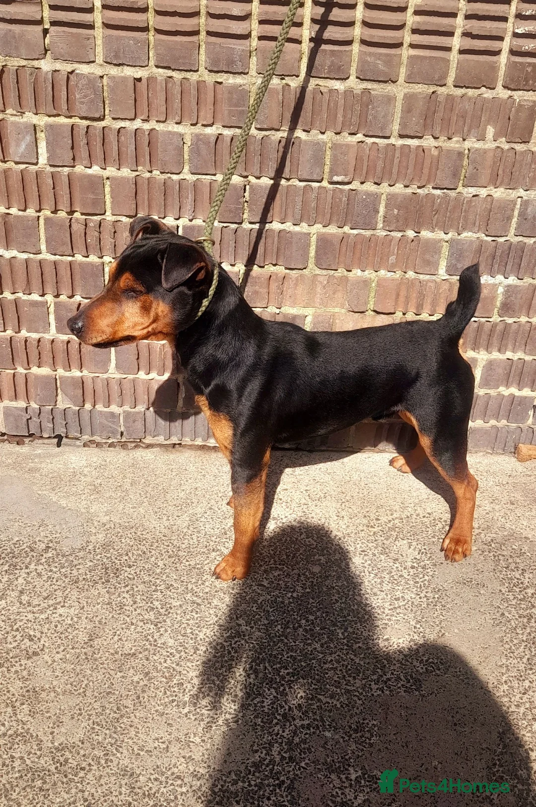 Mixed Breed dogs for stud: Remarkable stud  - Advert 1