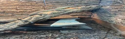 Monitor reptiles for sale: Kimberley rock monitor for sale in Merthyr Tydfil - Advert 2