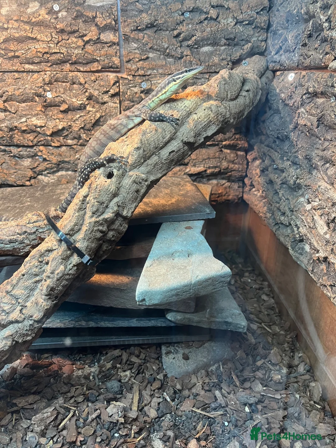 Monitor reptiles for sale: Kimberley rock monitor for sale in Merthyr Tydfil - Advert 2