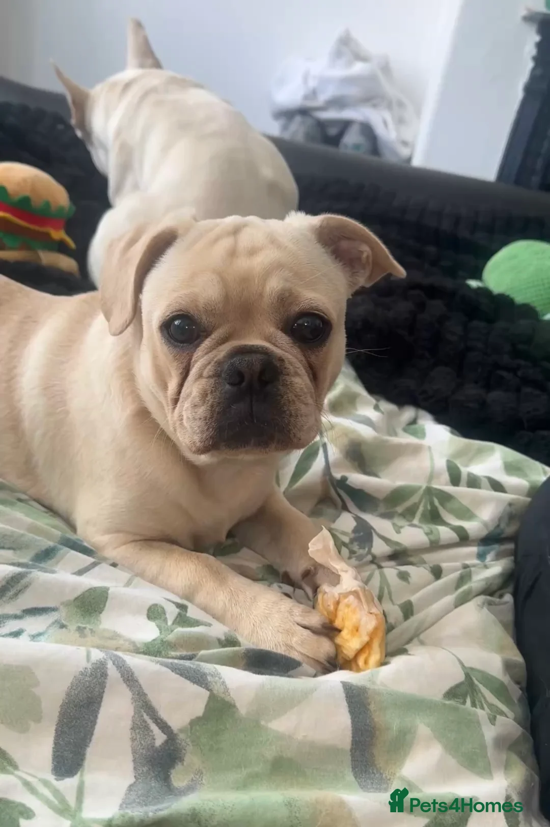 Frug dogs for sale: Male frug puppy - Advert 8