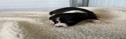 Whippet dogs for sale: Quality Whippet puppies - Advert 4