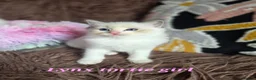 Ragdoll cats for sale: GCCF Registered Gorgeous Kittens  - Advert 7