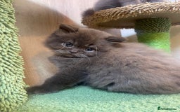 British Longhair cats for sale: Purebred Chocolate British longhair  kittens  - Image 9