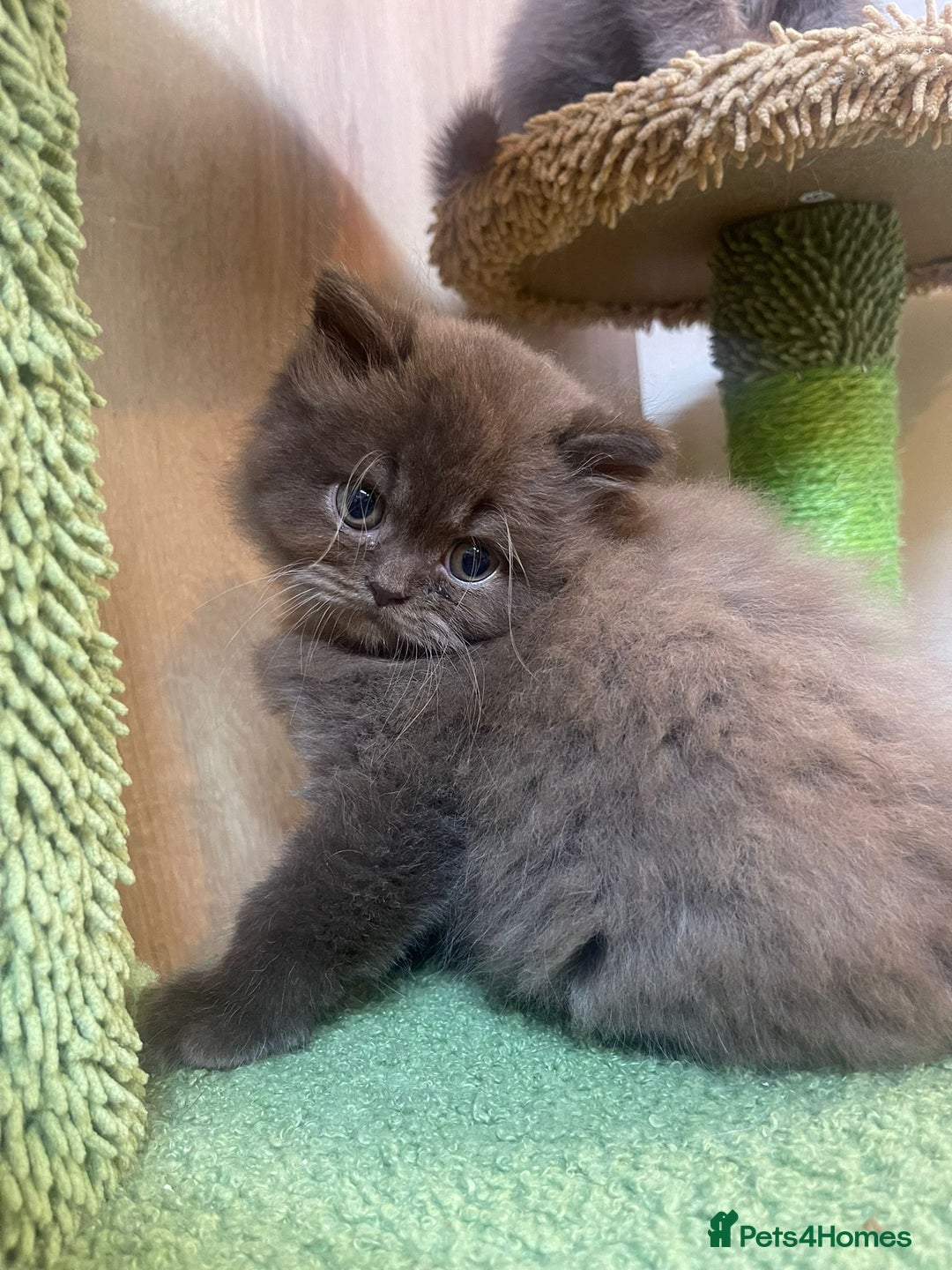 British Longhair cats for sale: Purebred Chocolate British longhair  kittens  - Image 9