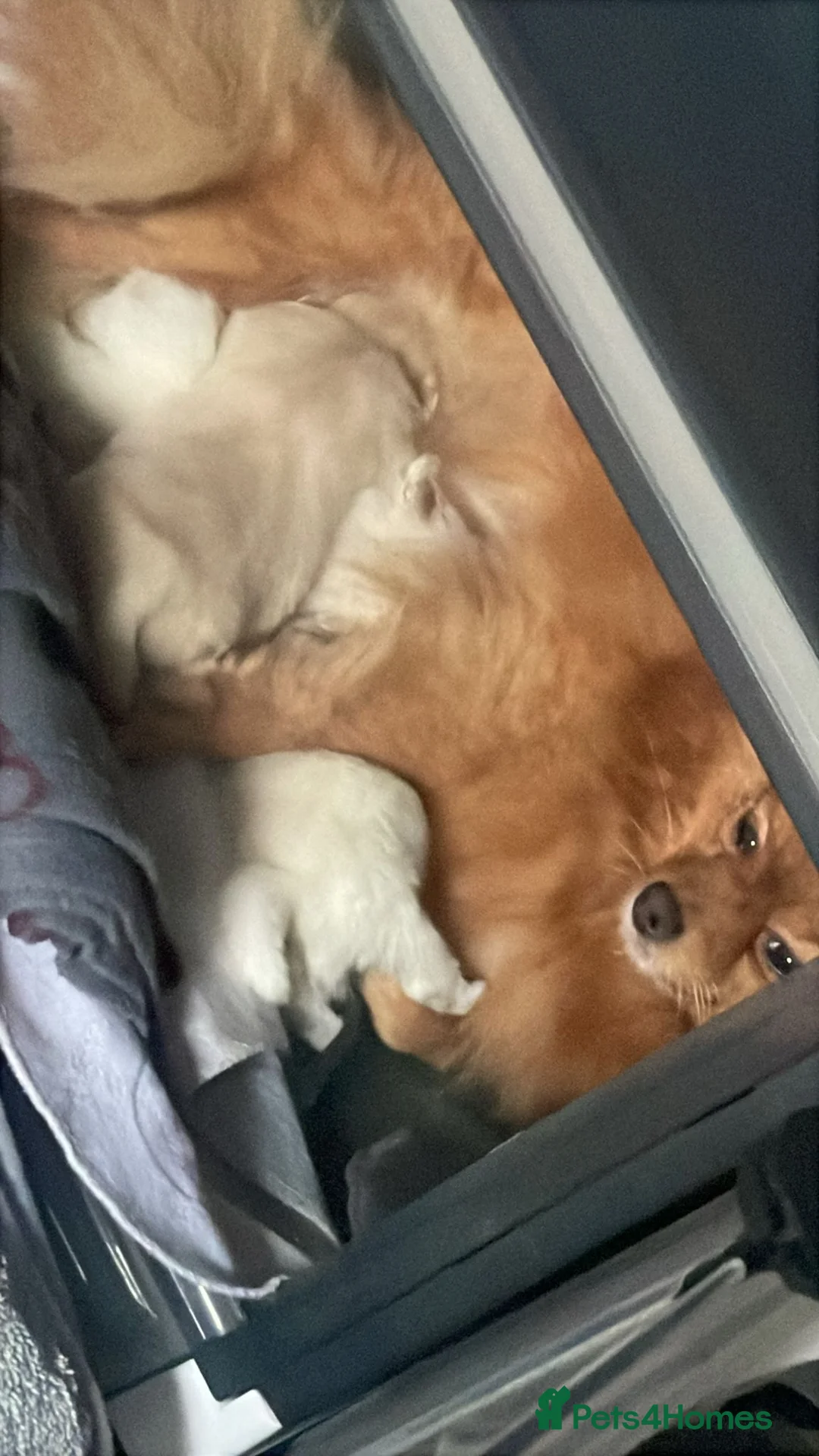 Pomeranian dogs for sale: White KENNEL CLUB Registered CHAMPION Bloodlines - Advert 28