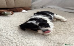 Mixed Breed dogs for sale: 6 beautiful Shihpoo + cotton de Tulear puppies - Image 17