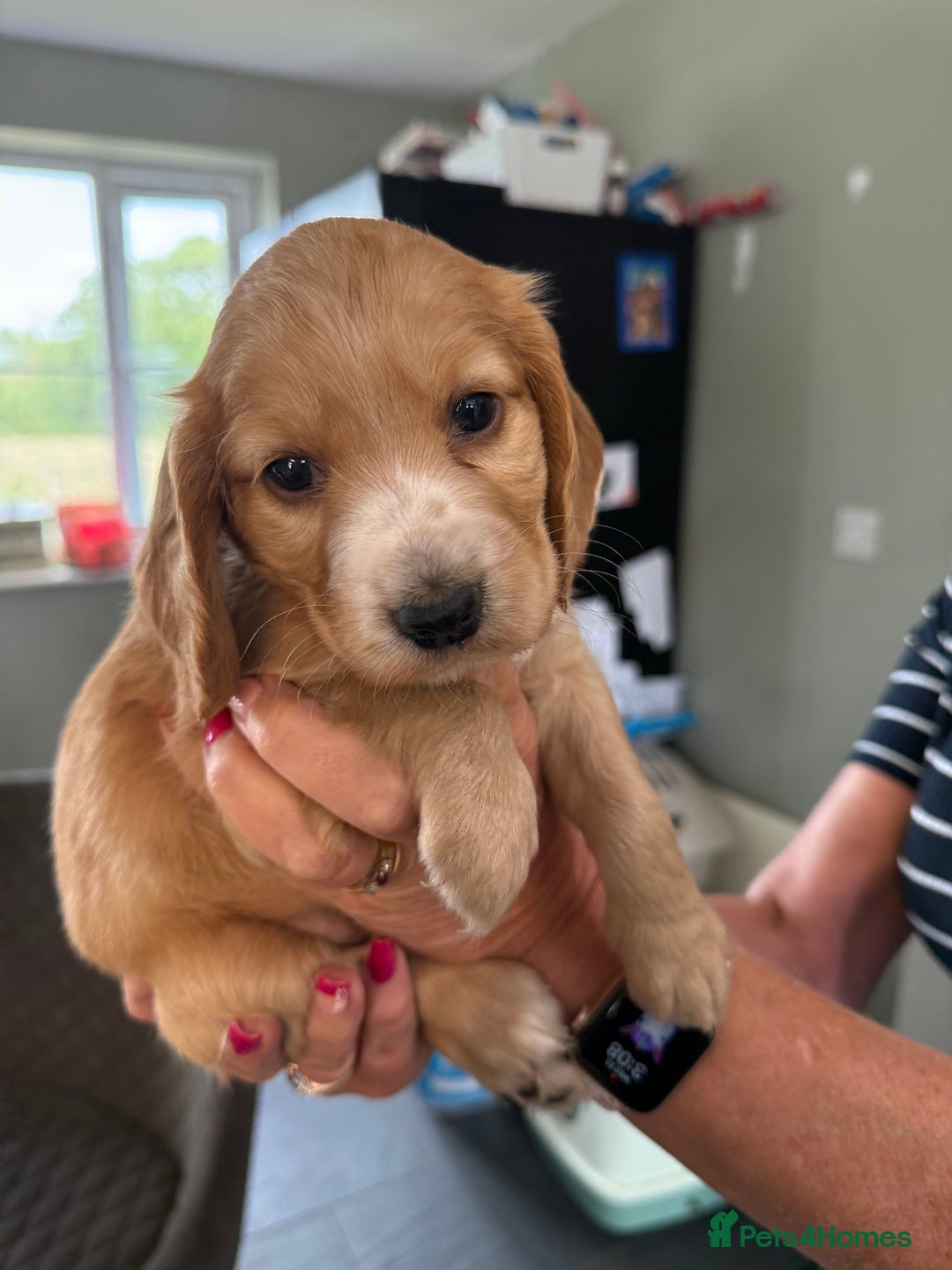 Cocker Spaniel dogs for sale: Cocker spaniel puppies for sale  - Image 7