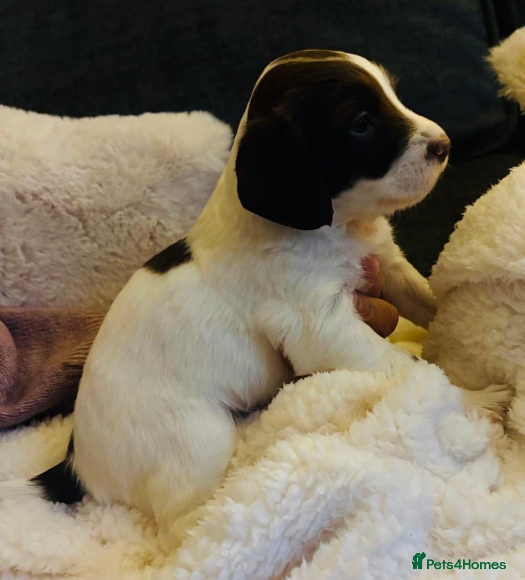 Sprollie dogs for sale: Sprollie  - Advert 10