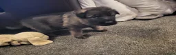 German Shepherd dogs for sale: German Shepherd pups Straight back KC registered - Advert 31