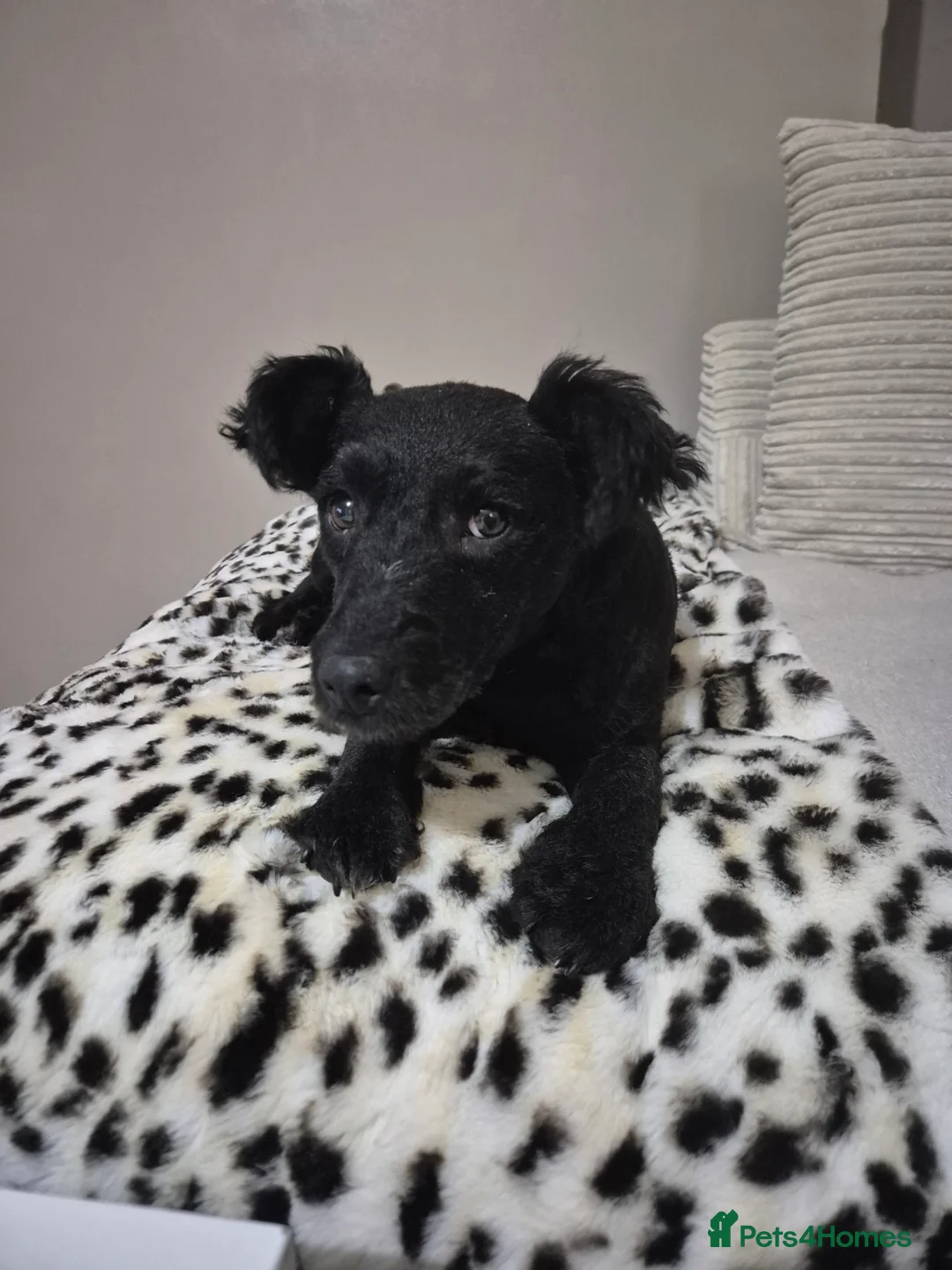 Patterdale Terrier dogs for sale: Milly-4 year old looking for loving home  - Advert 2