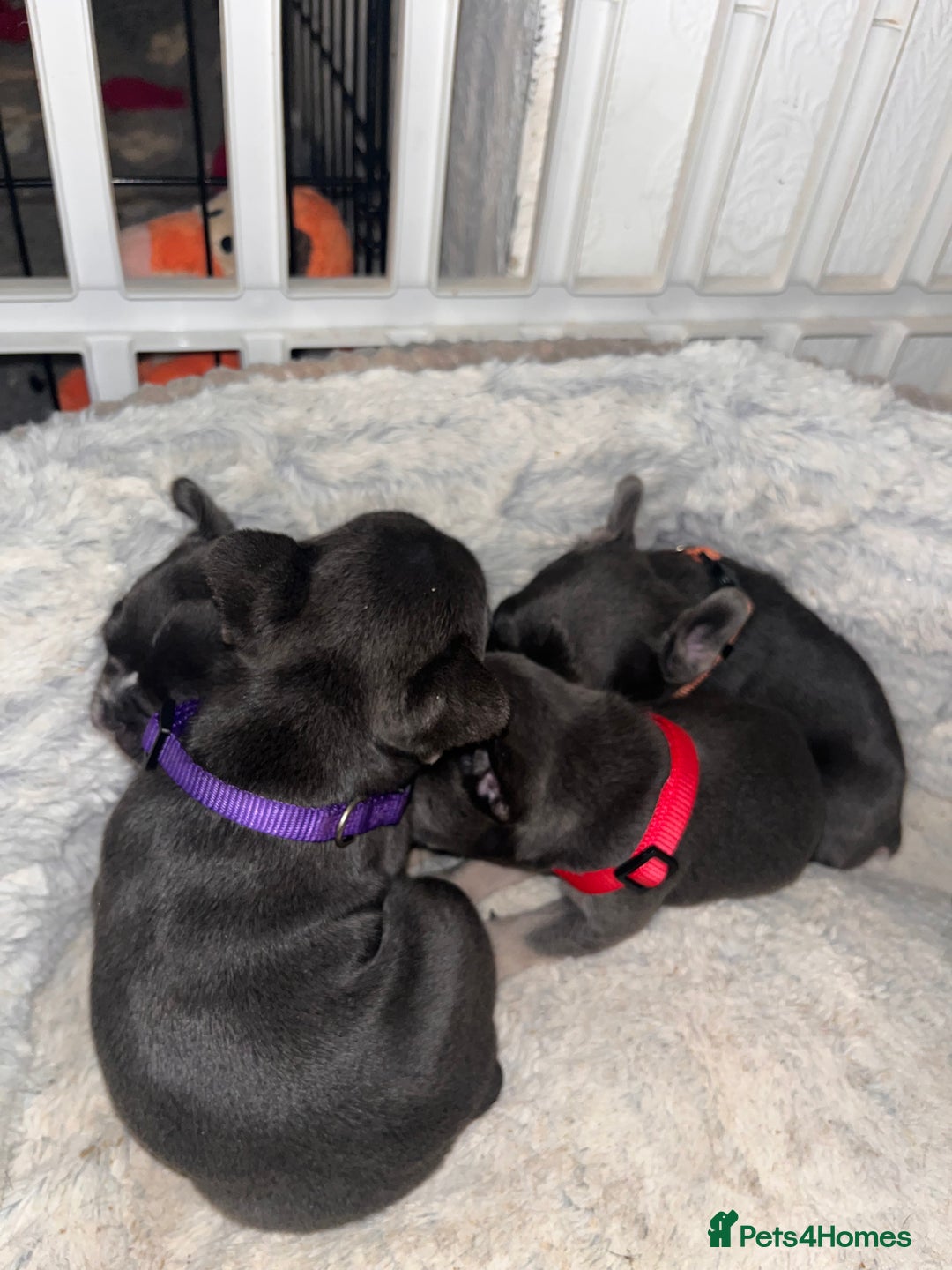 French Bulldog dogs for sale: Cutest frenchies pups  - Advert 39