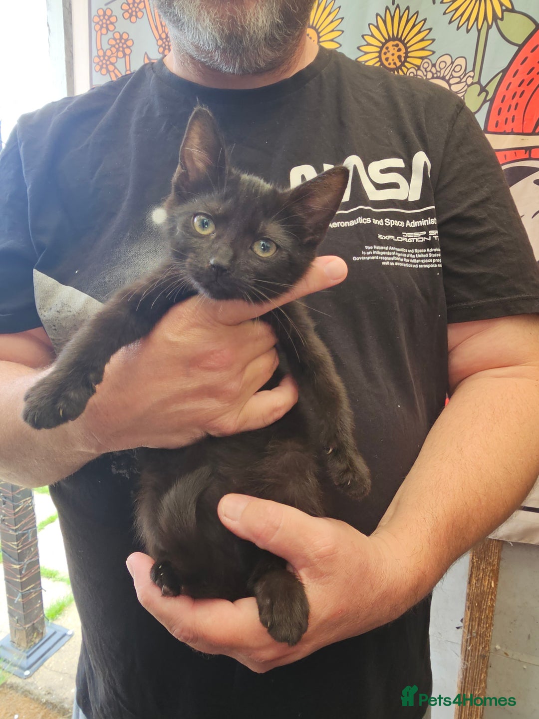 Mixed Breed cats for sale: KITTENS READY TO LEAVE NOW ONLY  1 BLACK GIRL LEFT - Image 14