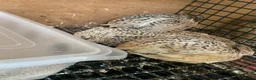 Mixed Breed birds for sale: Jumbo quail in Birmingham - Advert 7