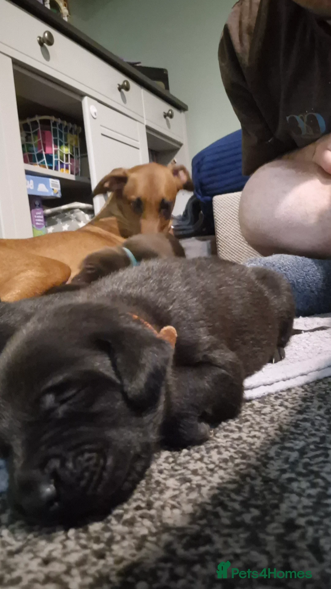 Mixed Breed dogs for sale: Belgian shepherd x weimaraner - Advert 8