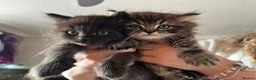 Siberian cats for sale: 🩵 4 adorable male Siberian x Persian kittens 🩵 - Advert 4