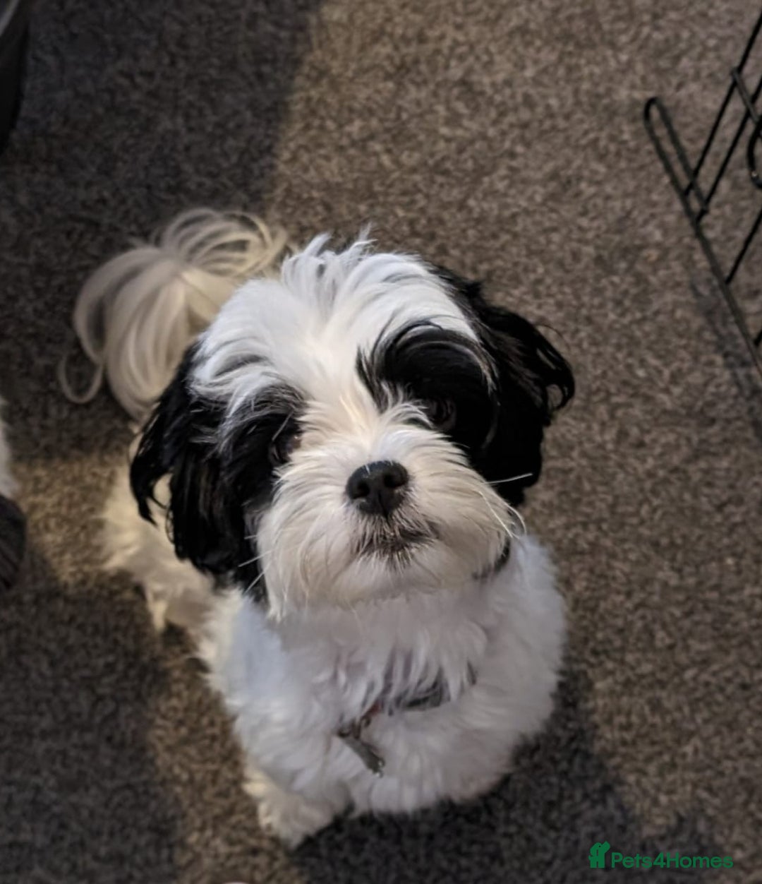 Maltese dogs for sale: 3 boys 1 girl x maltese puppies - Advert 5