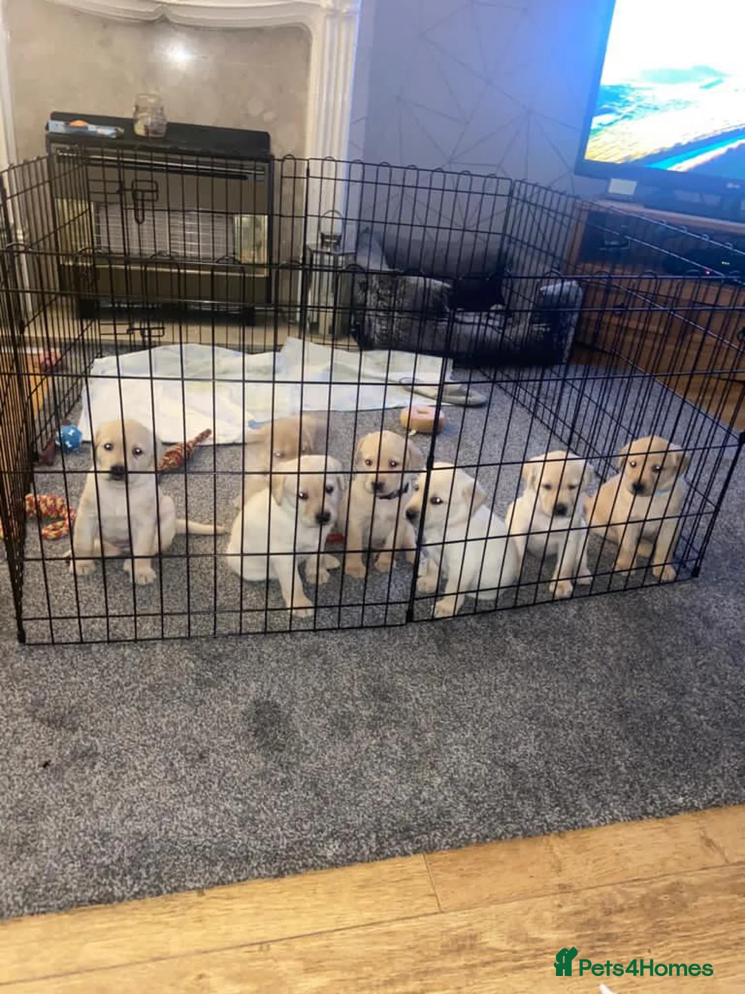 Labrador Retriever dogs for stud: Purple Genie (Duke)  Well proven stud in West Bromwich - Advert 21