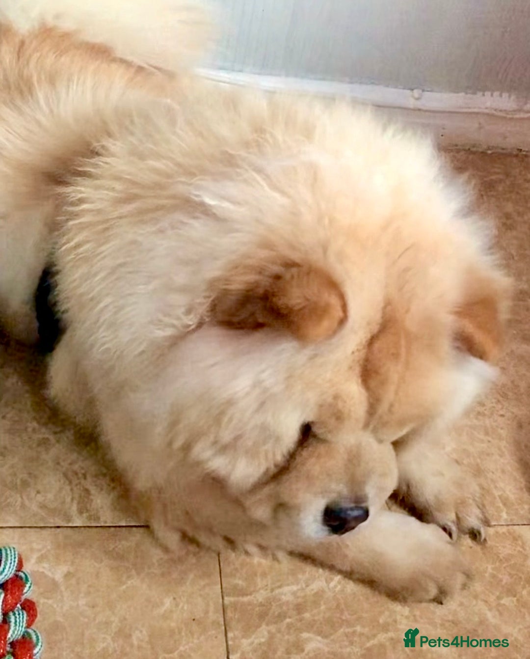 Chow Chow dogs for sale: GORGEOUS KC FEMALE CHOW FOR SALE!!!!!! - Image 4