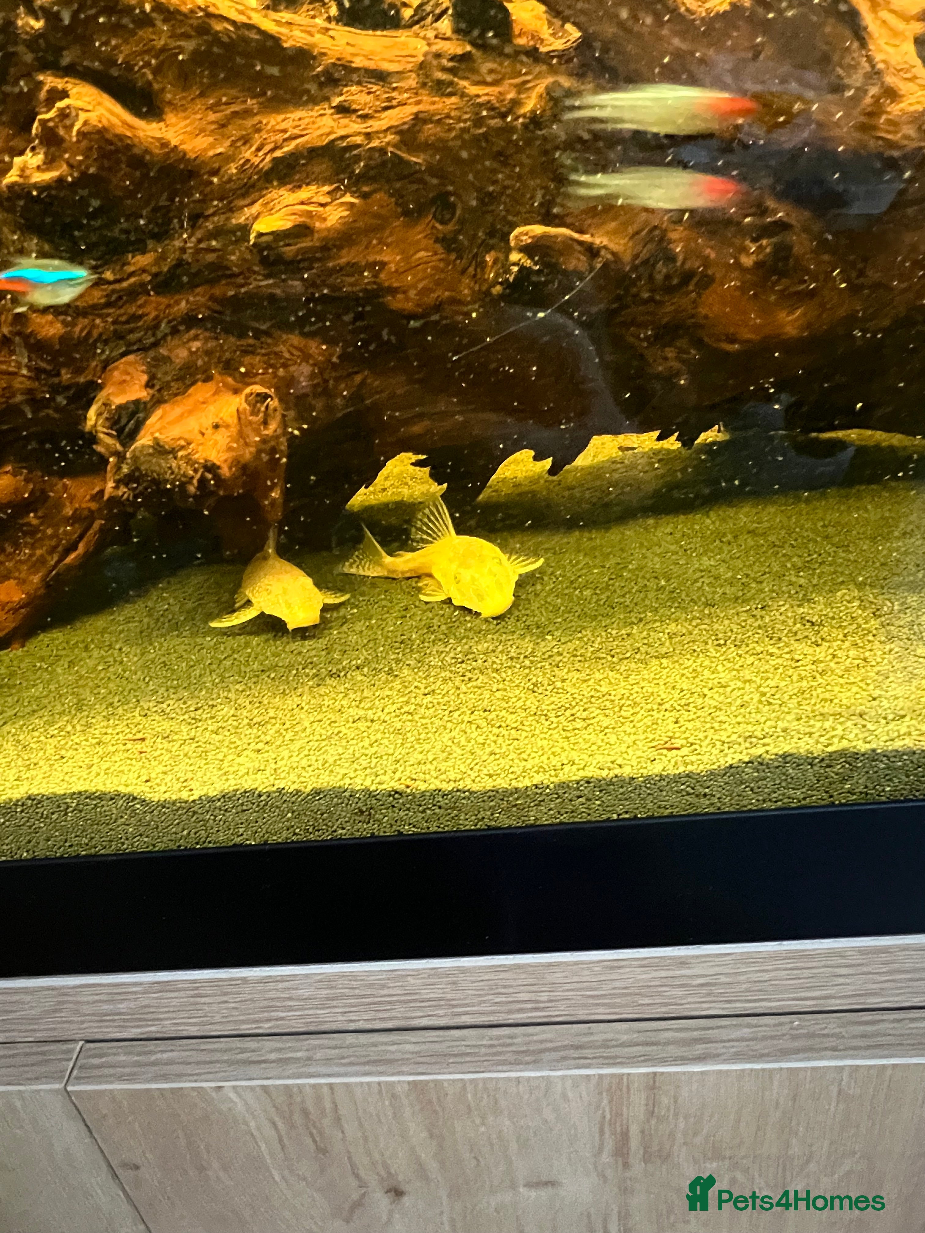 Plecos fish Bristilnose Pleco  - Advert 1