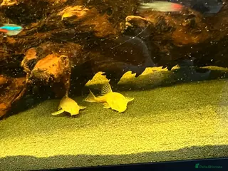 Plecos fish Bristilnose Pleco - Advert 1