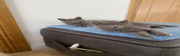 British Shorthair cats for sale: British shorthair boy and girl “Ready now “ - Advert 4