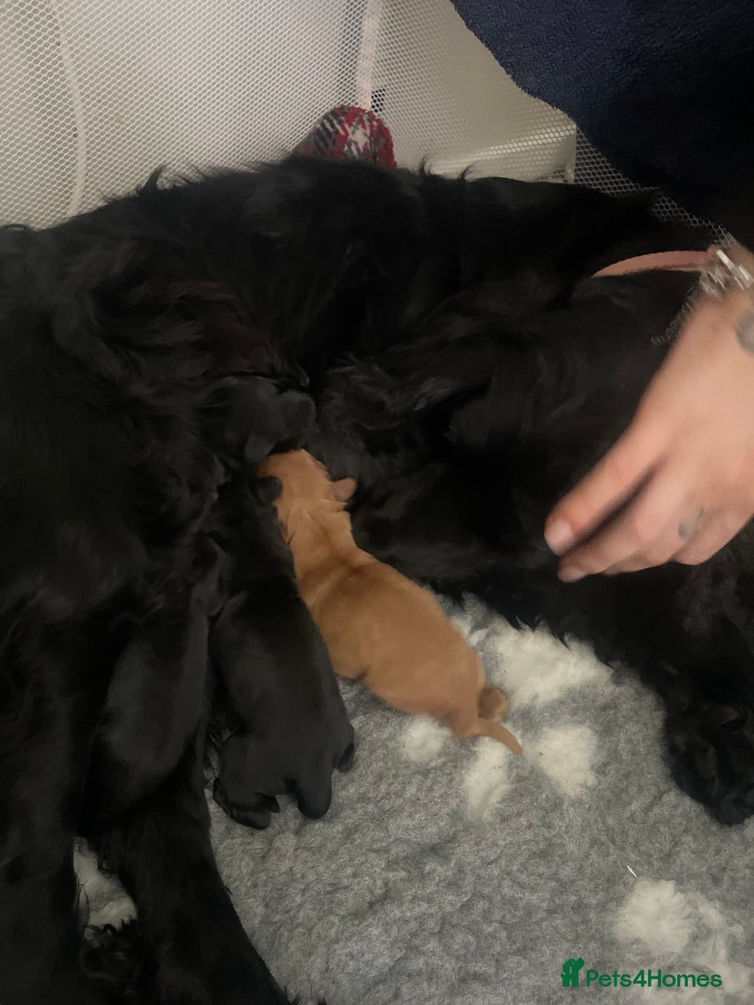 Mixed Breed dogs for sale: Cocker spaniel x  - Image 7