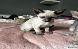 Oriental cats for sale: Pure breed Oriental kittens  - Image 11