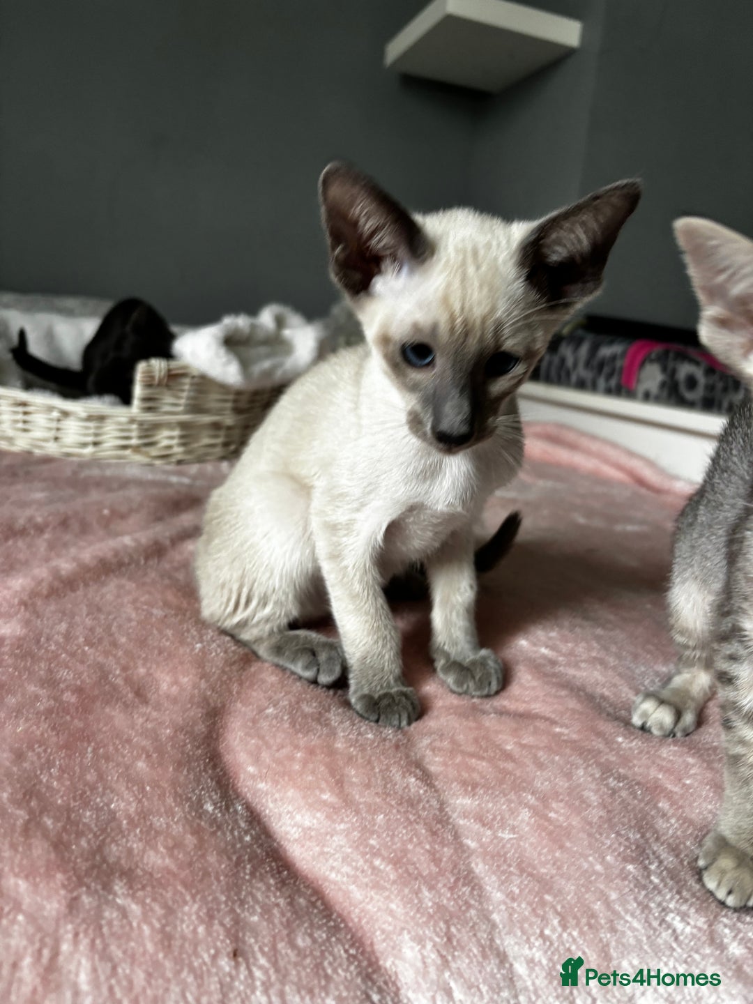 Oriental cats for sale: Pure breed Oriental kittens  - Image 11