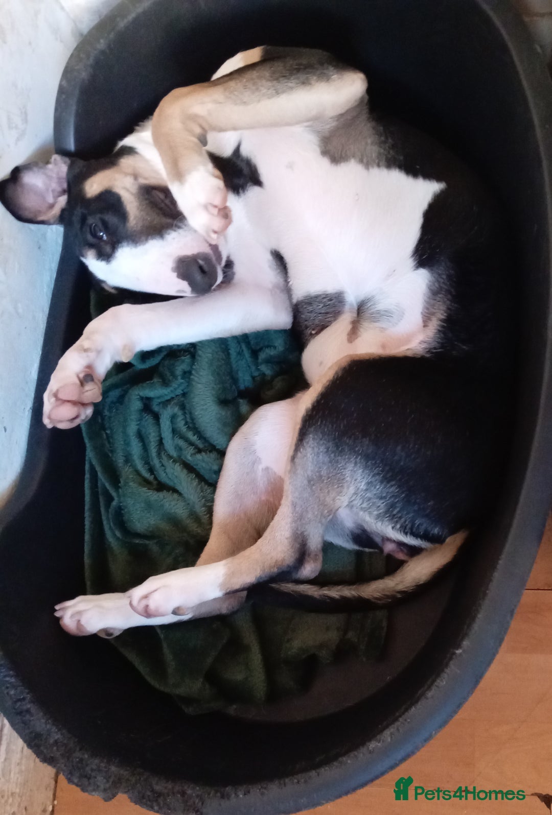 English Bull Terrier dogs for sale: English bull terrier bitch - Advert 6