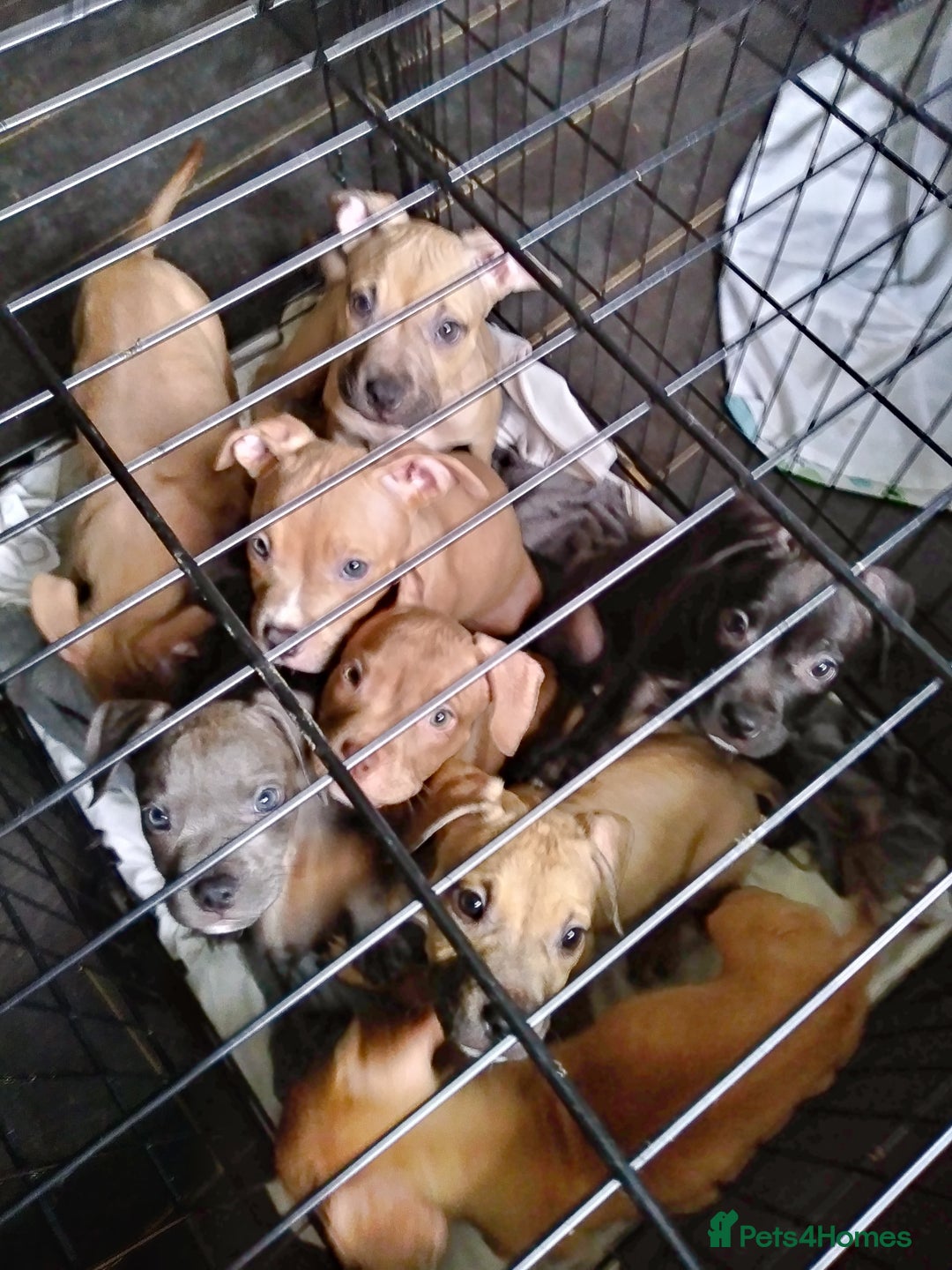 Mixed Breed dogs for sale: 4 beautiful pocket bully/mixed - Image 36