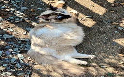 Ragdoll cats for sale: Gorgeous Ragdoll Boys - Affectionate & Ready Now - Image 12