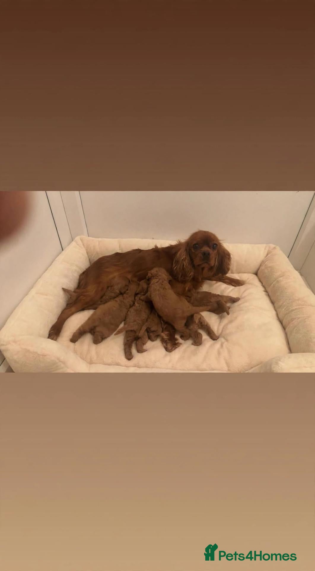 Cavapoo dogs F1 cavapoo pups  - Advert 1