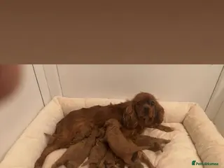 Cavapoo dogs F1 cavapoo pups - Advert 1