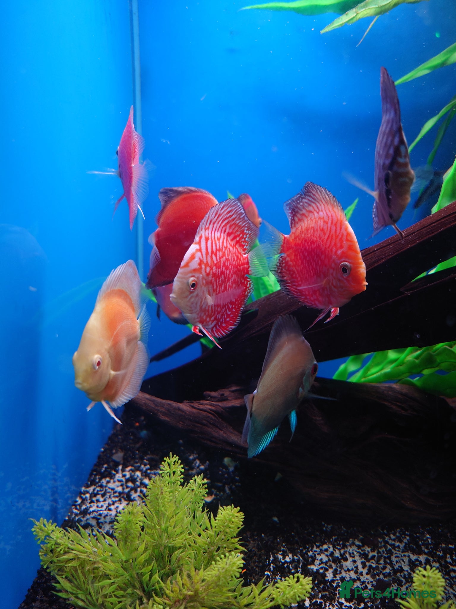 Other/Mixed Breed fish Full Aquatic Stocklist Manchester Pet's & Aquatics - Advert 2