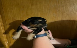 Mixed Breed dogs for sale: Cocker spaniel crosses - Image 8