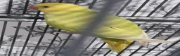 Parrots birds for sale: Beautiful baby ringneck talking parrot  - Advert 5