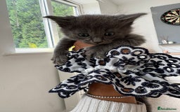 Maine Coon cats for sale: Maine Coon X Ragdoll Kittens 🐱 - Image 2
