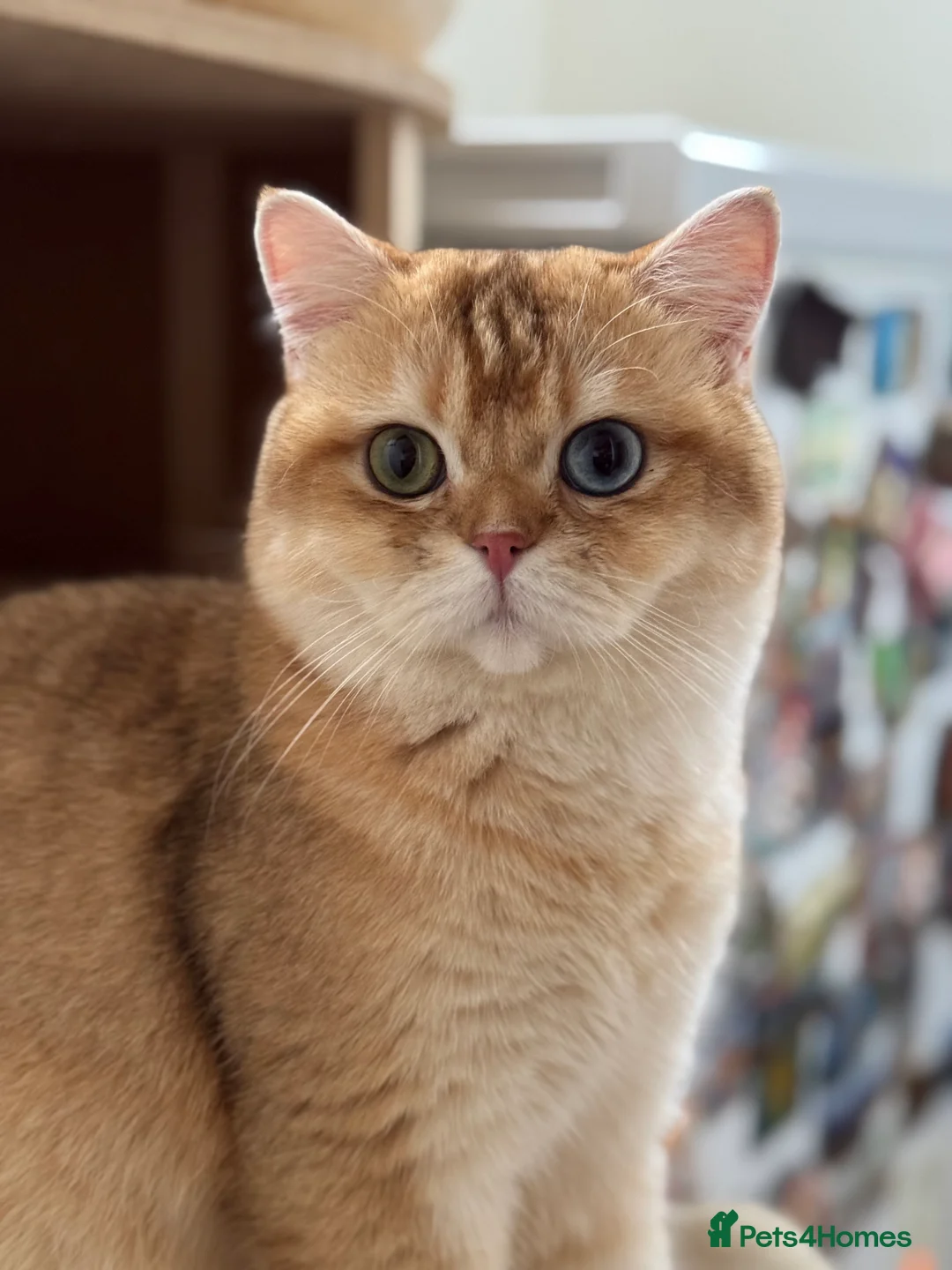 British Shorthair cats for sale: GCCF reg BSH & BLH Chocolate Gold last male female - Advert 10