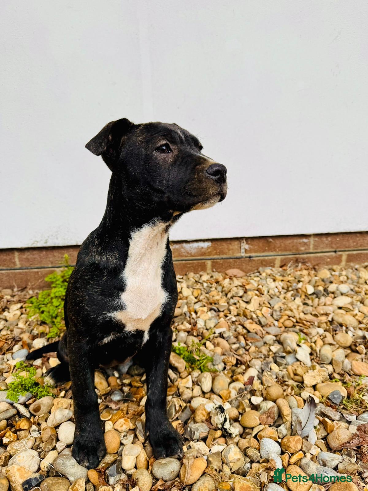 Mixed Breed dogs Beautiful staffy puppies  in Walton-on-Thames - Advert 4