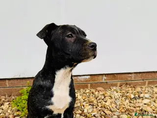 Mixed Breed dogs Beautiful staffy puppies in Walton-on-Thames - Advert 1