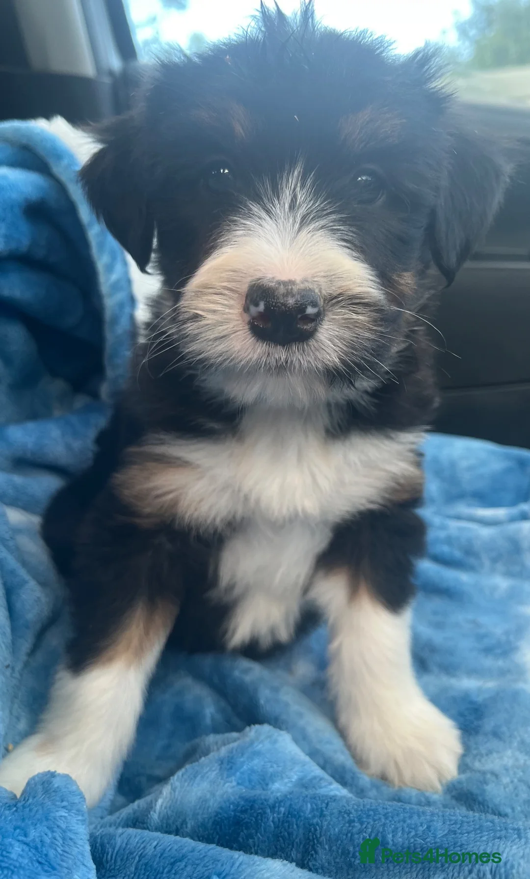 Bearded Collie dogs for sale: Beautiful Bearded Collie Puppies.  - Advert 1