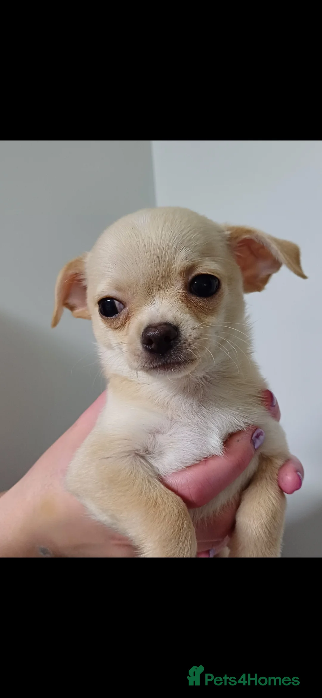 Chihuahua dogs for sale:  **  chihuahua puppies  - Advert 8