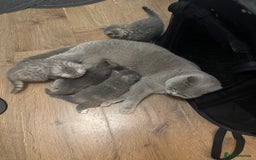 British Shorthair cats for sale: British Shorthair-Blue cream/silver tabby kittens  - Image 13